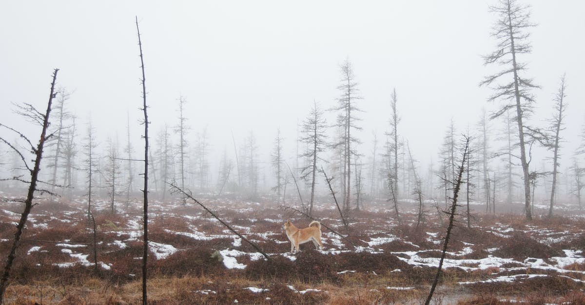 Dry Brine time/thawed turkey time - Small ginger dog in middle of empty forest with yellow dry grass and leafless thin trees in winter time