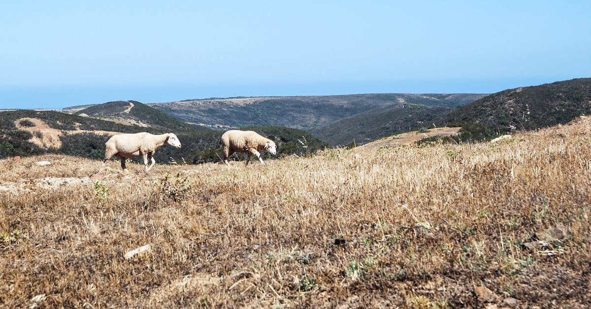 Dry leg of lamb - Two Brown Sheep on Brown Field