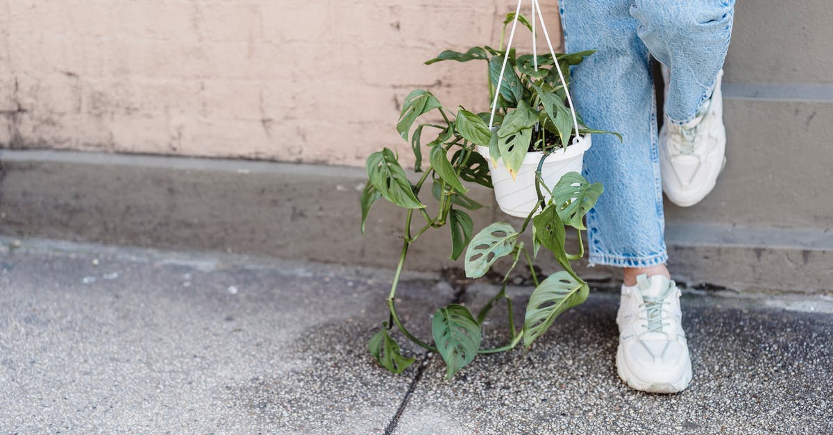 Dry leg of lamb - Crop unrecognizable female in jeans and sneakers standing with raised leg with tropical plant on walkway against wall