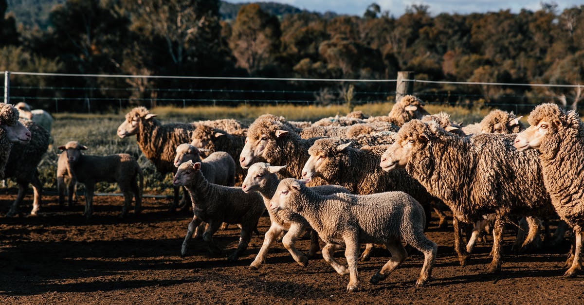 Dry leg of lamb - Flock of sheep and lambs walking on farmland against mountain