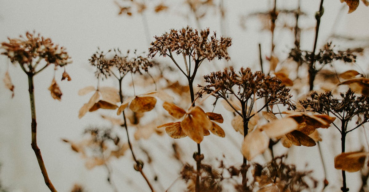 Dry seasoned popcorn in oven - Brown Plant And Flowers