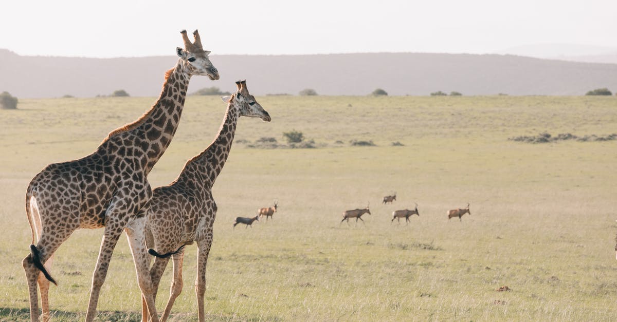 Drying beef to preserve it without any equipment - Flock of antelopes migrating through dry savanna with hills and bushes while wild giraffes walking in front