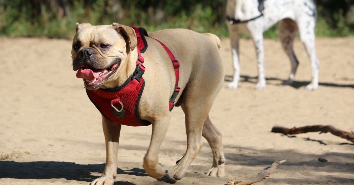 Dust and stems in packaged oats - Brown and White Short Coated Dog Running on Brown Sand