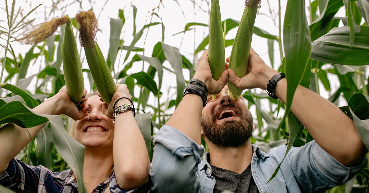 Ears of corn in grams - Man in Gray Dress Shirt Standing Beside Green Corn Plant