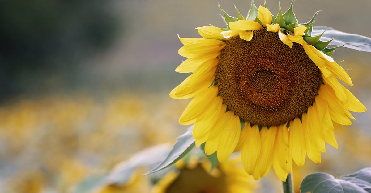 Easier way to shell out sunflower seeds - Shallow Focus Photography of Sunflower