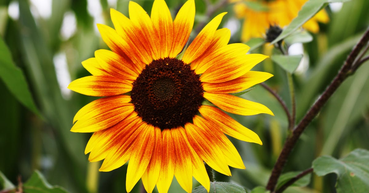 Easier way to shell out sunflower seeds - Sunflower during Daytime