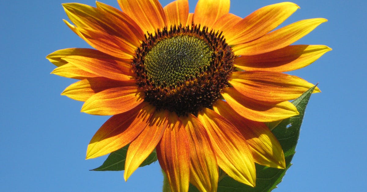 Easier way to shell out sunflower seeds - Sunfllower