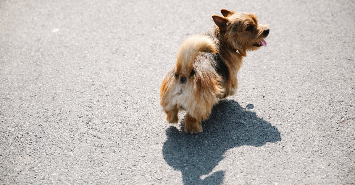 easiest way to peel/skin a tongue? - Cute dog walking on asphalt road