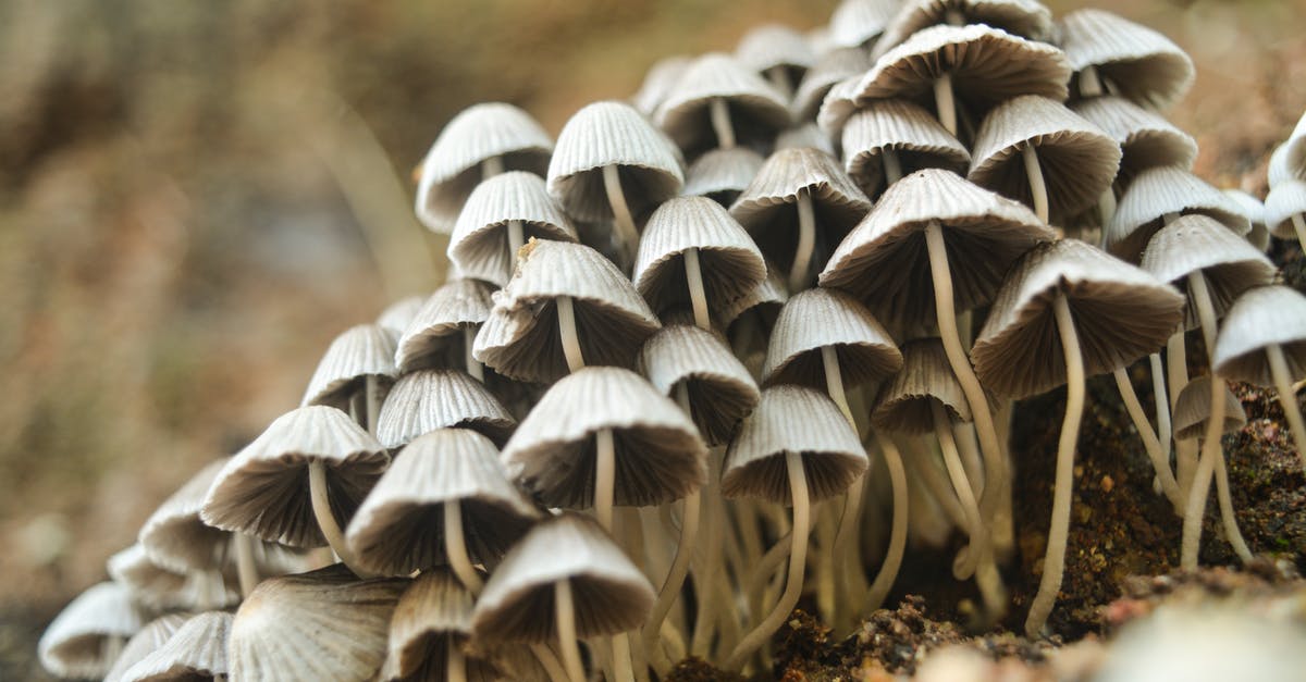 Edible Mushrooms [closed] - Closeup Photo of White Mushrooms