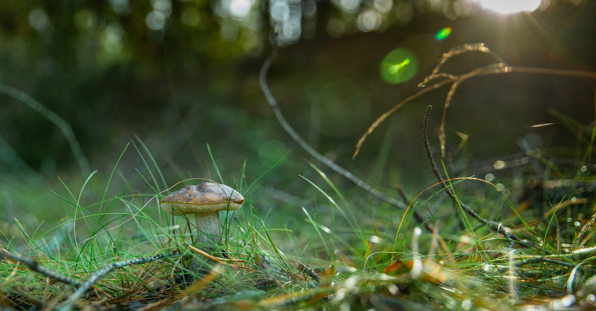 Edible silicone? - Brown Mushroom on Green Grass