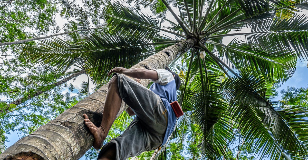 Edible supports for a fondant palm tree - Barefoot Man Climbing Palm Tree