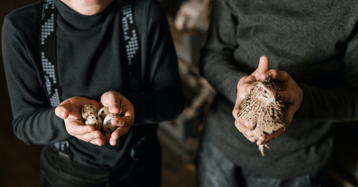 Egg and gluten free custard ideas? - From above crop cute smiling boys in black casual wear with small quail and eggs on farm in daylight