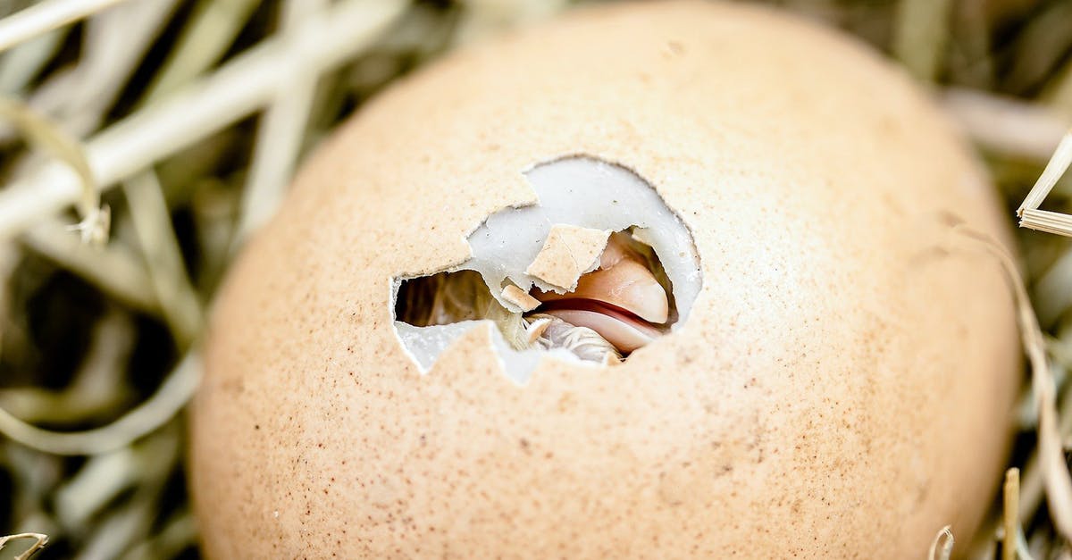 Egg sizes of yesteryear and today - kleines schlüpfendes Küken