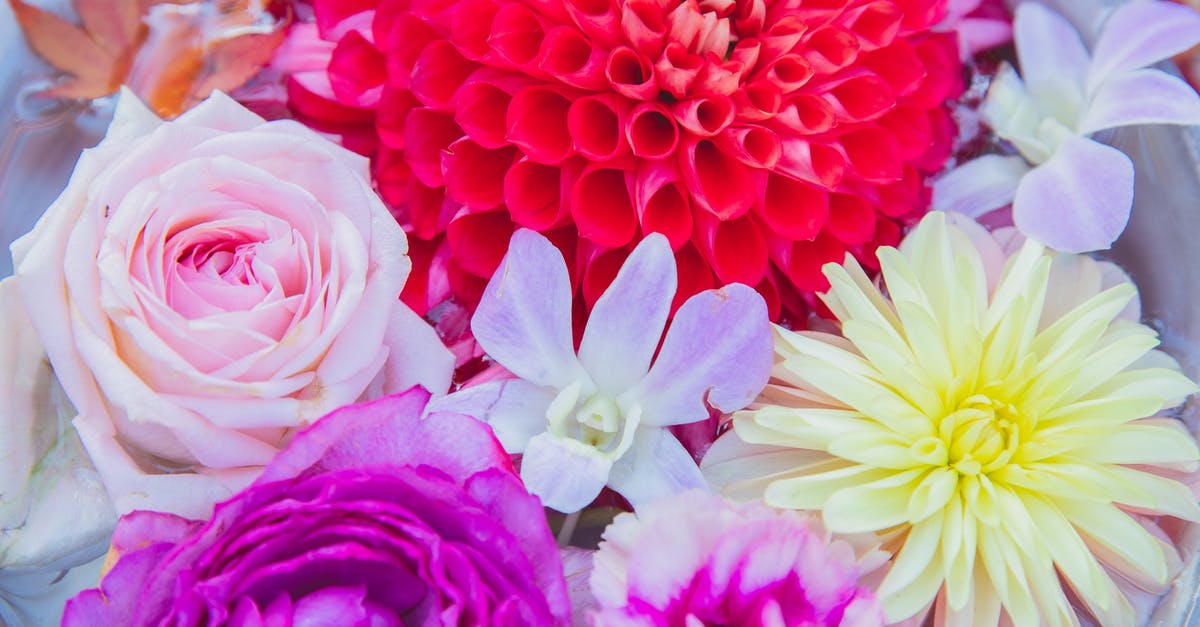 enamelled pot with a chip on the outside on the bottom - From above of big pot with blossoming red and yellow dahlias with purple peonies and orchid near pink rose flowers in water with red leafs in daylight