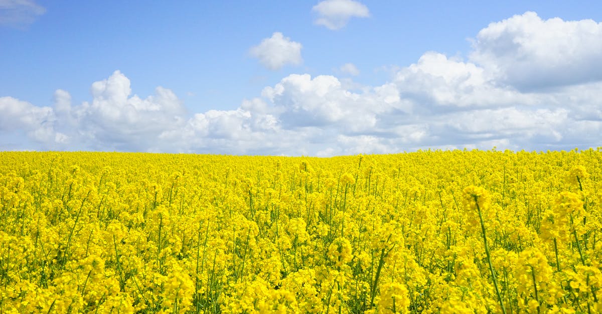 English mustard vs. "german" mustard - Yellow Flower Field Under Blue Cloudy Sky during Daytime