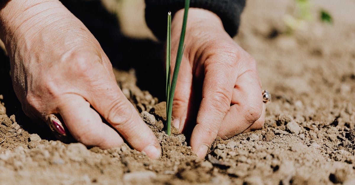 Equivalent of cracked fennel seed to ground fennel seed - Ground level of unrecognizable female gardener planting green sprout in soil while working on plantation