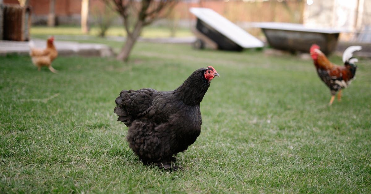 Escoffier's four types of chicken - Black Hen on Green Grass Field