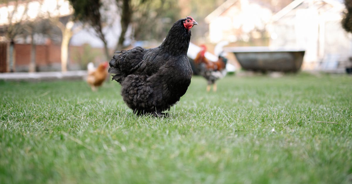 Escoffier's four types of chicken - Black Hen on Green Grass Field