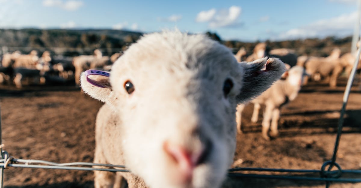 Excess coriander in mutton curry - Funny sheep standing in enclosure and sniffing camera