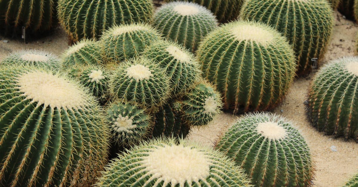 Exotic pop corn receipe [closed] - Golden Barrel Cactus in Close-up Shot