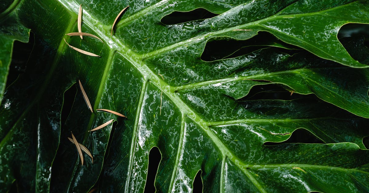 Exploding leaf lard - Green Leaf With Water Droplets