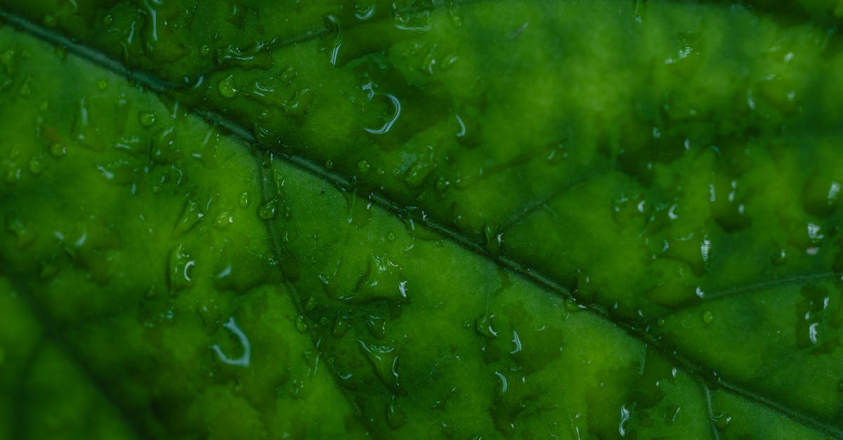 Exploding leaf lard - Water Droplets on Green Leaf