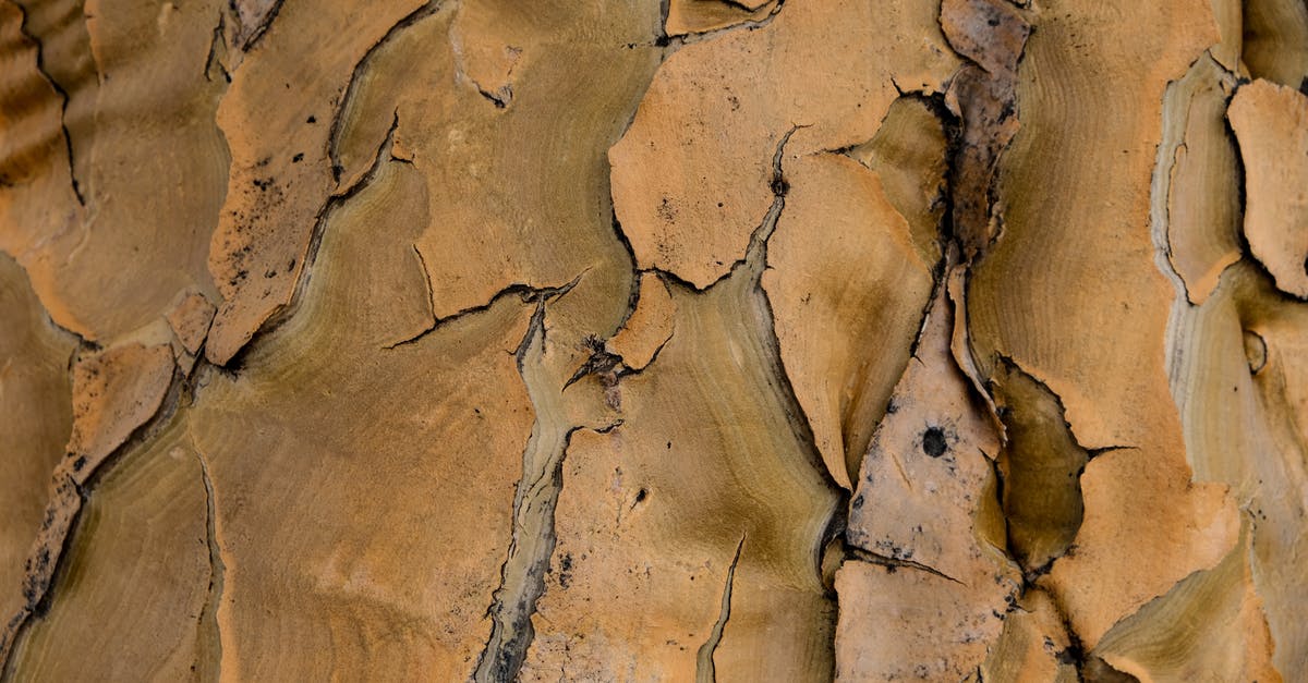 factors affecting the flavor of cinchona bark - Close up of Tree Bark