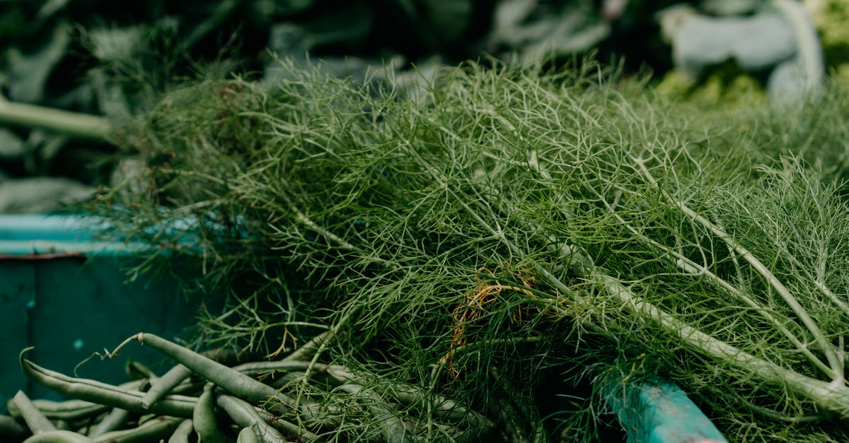 Fennel mandarin salad - Free stock photo of agriculture, clean eating, color