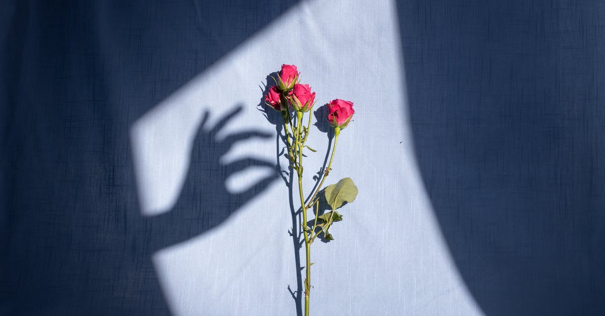 Fermenting pickles - sun or shade? - Composition of graceful female hand shadow touching tender red bush rose branch placed on blue textile in bright sunlight