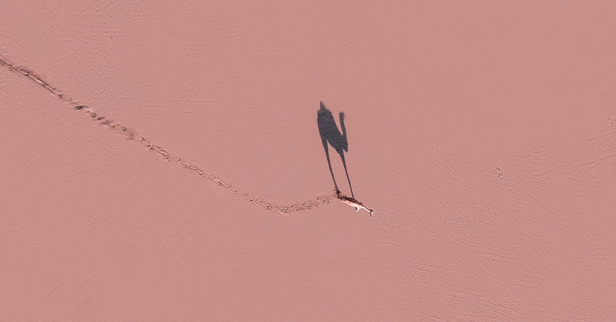 Fermenting pickles - sun or shade? - Camel walking on pink surface in sunny day