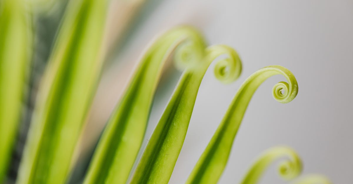 Fiddlehead toxicity - 
A Close-Up Shot of Furled Fronds