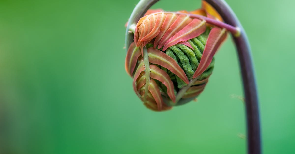 Fiddlehead toxicity - Closeup of small delicate new fronds of royal fern sprouting against blurred green background