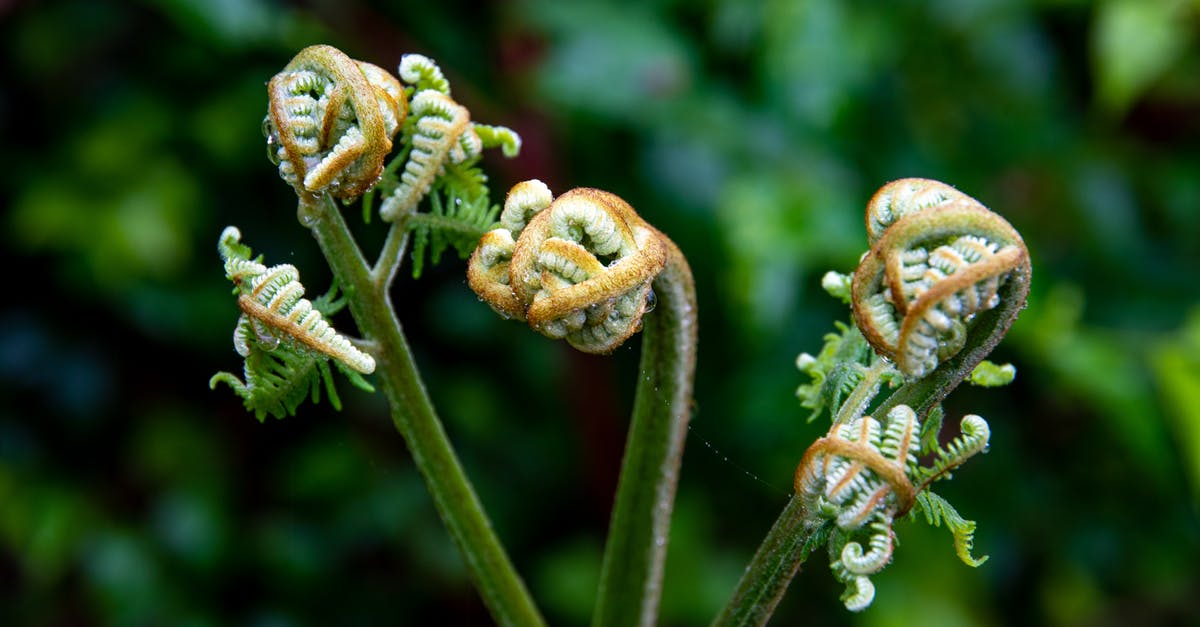 Fiddlehead toxicity - Unfurling Fiddlehead Fern