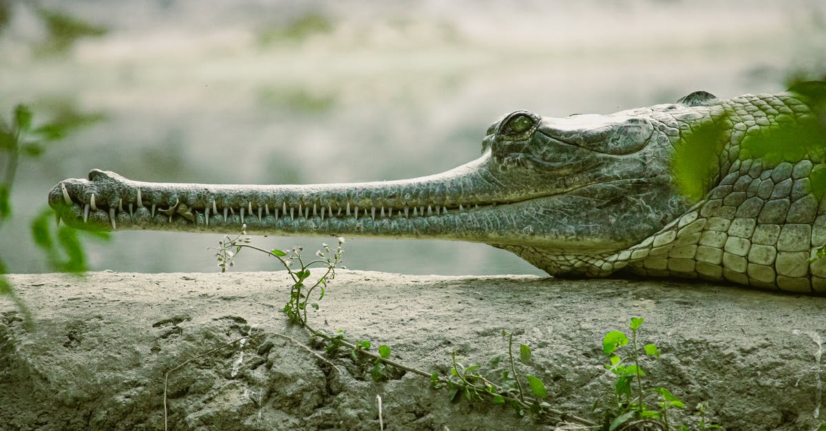 Fish bone broth separating after long long boil - Close-Up Shot of Long Mouth of a Gharial