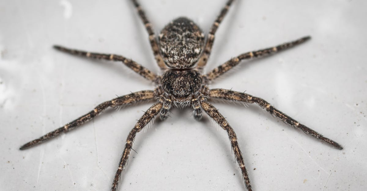 Fish bone broth separating after long long boil - From above of dangerous dark fishing spider with spots on hairy legs and body placed on white surface in aquarium