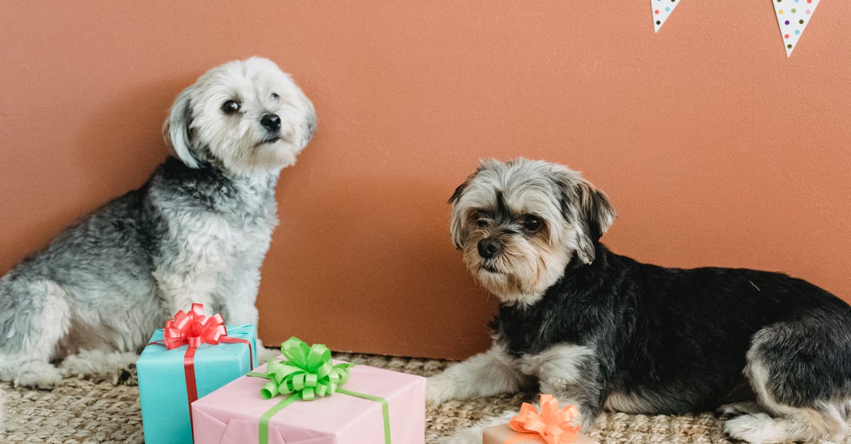 Flat Yorkshire Pudding - Calm obedient Yorkshire Terriers lying on carpet near colorful gift boxes while resting at home with festive decorations