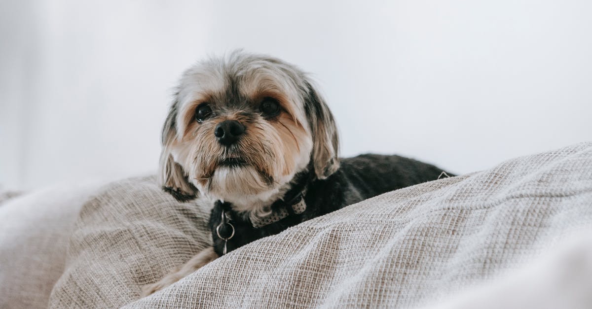 Flat Yorkshire Pudding - Yorkshire terrier dog sitting on bed and looking at camera while resting in bedroom