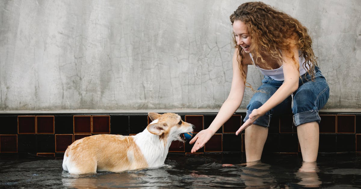 Fluffy matzo balls - Smiling owner taming Welsh Corgi with ball in pool