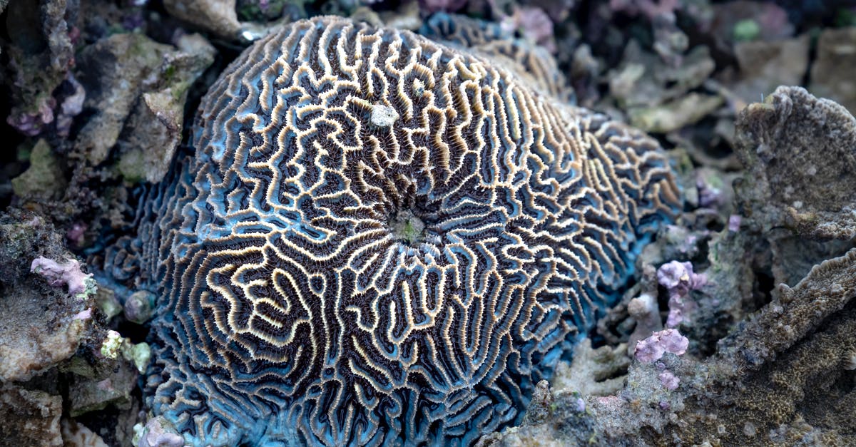 For the life of me I can't get my nougat to set hard - Spheroid brain coral on sea bottom