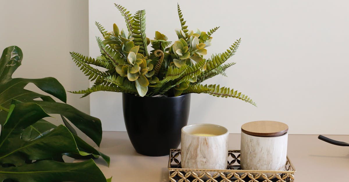 Forgot to Turn on Crock Pot [duplicate] - Fern and Succulent Plant on Black Ceramic Pot