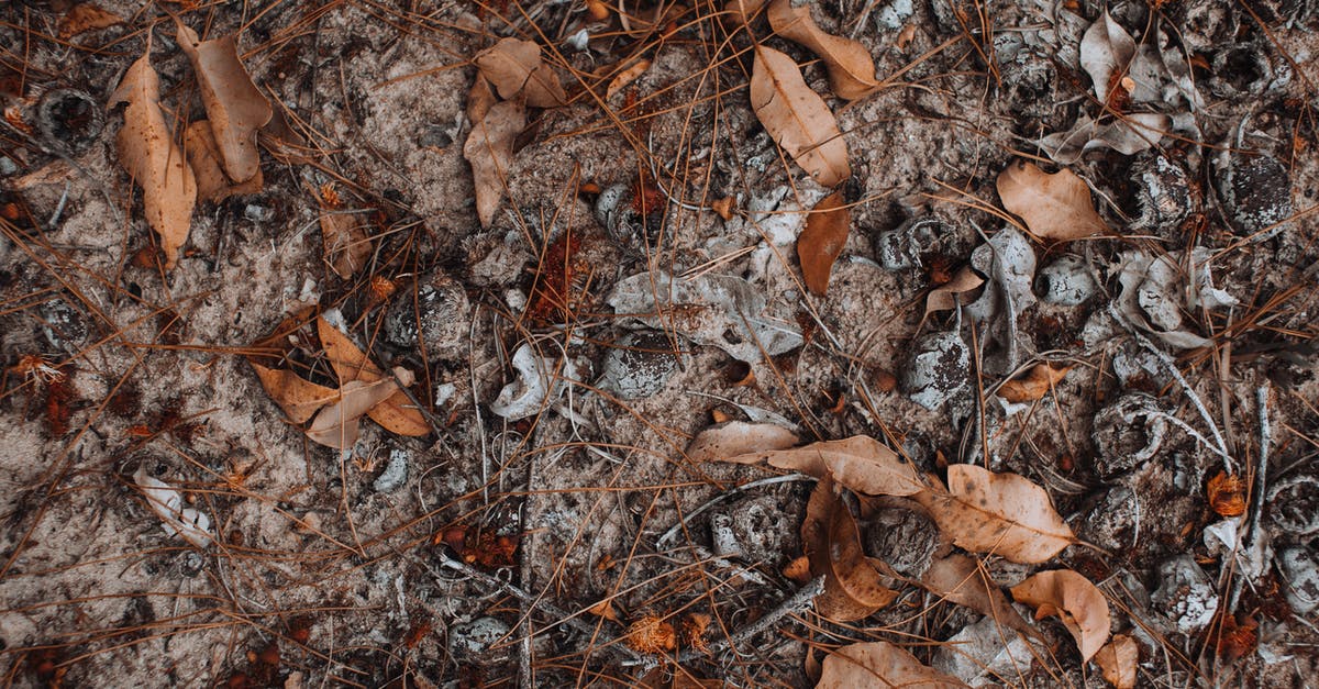 Freeze dried blueberries vs frozen blueberries? - Dry fallen leaves and short branches on frozen ground