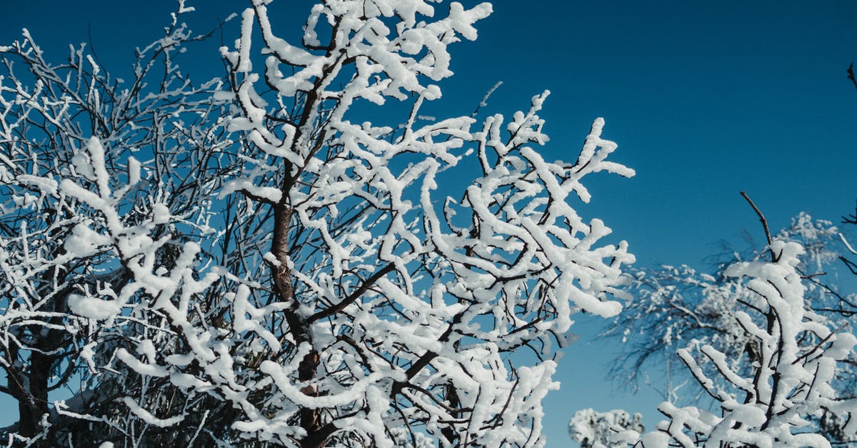 Freeze ice to far below 0 Celsius? - From below of leafless tree covered with hoarfrost and snow growing in forest against blue sky