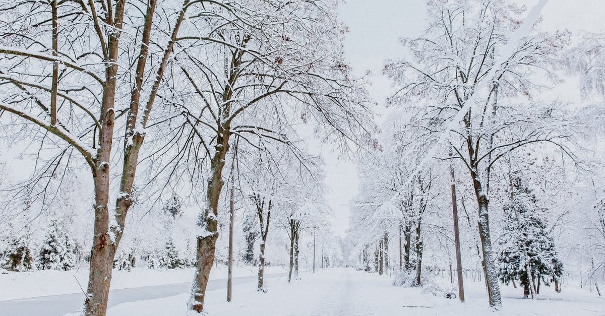 Freeze ice to far below 0 Celsius? - Winter park with high trees covered with snow