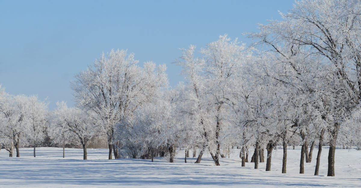 Freezing an unbaked pie - Hoarfrost on the Trees