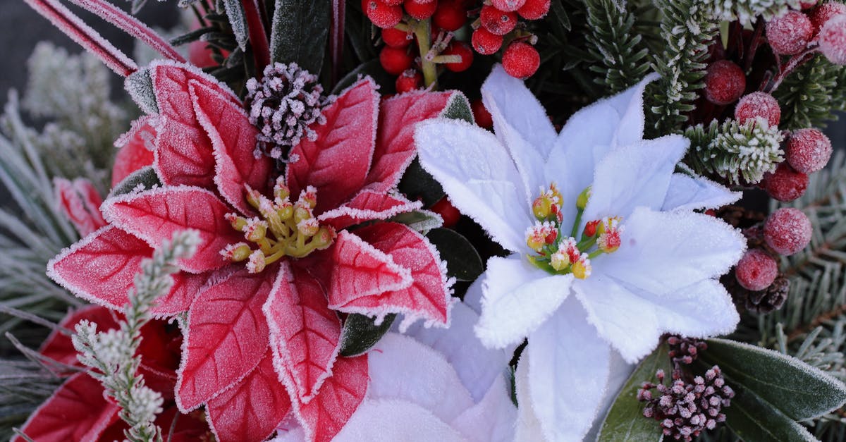 Freezing Buttercream Flowers for later use? - Close-Up Shot of White and Red Frozen Flowers