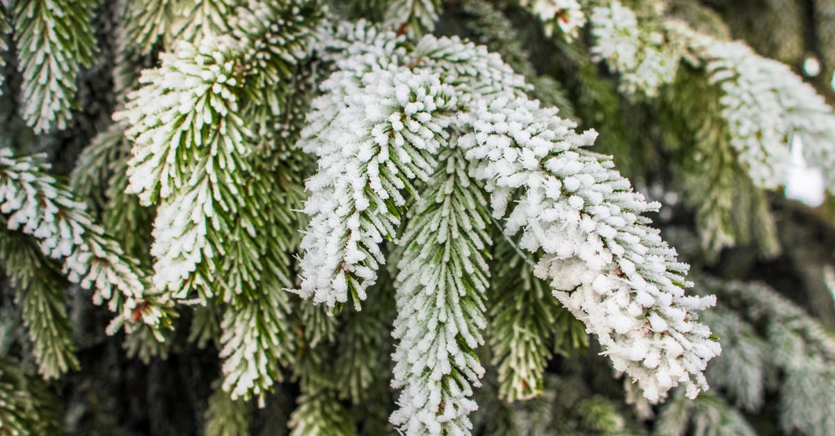 Freezing fresh juices - Green Pine Tree Covered With Snow