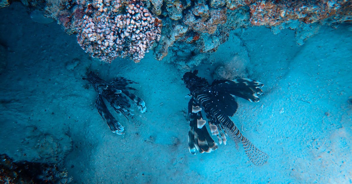 Freezing fresh water fish - Fishes and coral reefs in depth of blue sea