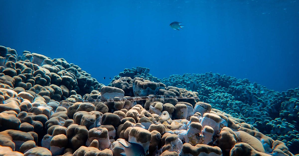 Freezing fresh water fish - Sea fish swimming above large rocks and corals placed under blue sea water