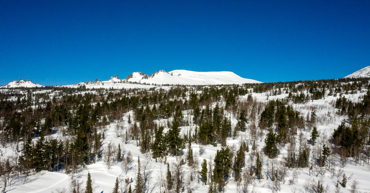 Freezing Peanut Butter Balls - Snow Covered Trees Under Blue Sky