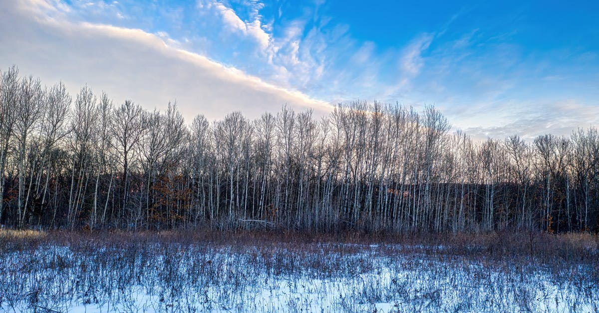 Freezing Tomatoes for Winter? - A Snow Covered Field under a Blue Sky